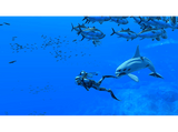Nintendo Switch Endless Ocean: Luminous